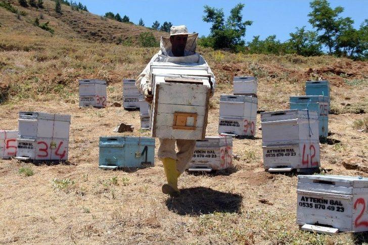 Pes Dedirten Hırsızlık, Arı Kovanlarından Balları Çaldılar G2