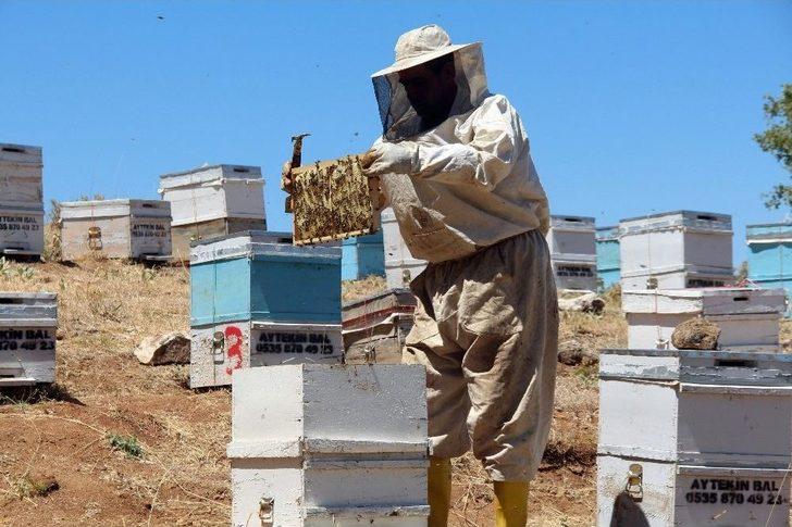 Pes Dedirten Hırsızlık, Arı Kovanlarından Balları Çaldılar G4