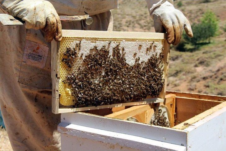 Pes Dedirten Hırsızlık, Arı Kovanlarından Balları Çaldılar G5