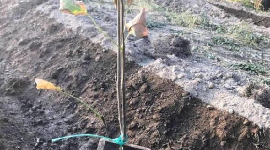 249 Şehide Fotoğraflı Fidan&nbsp;