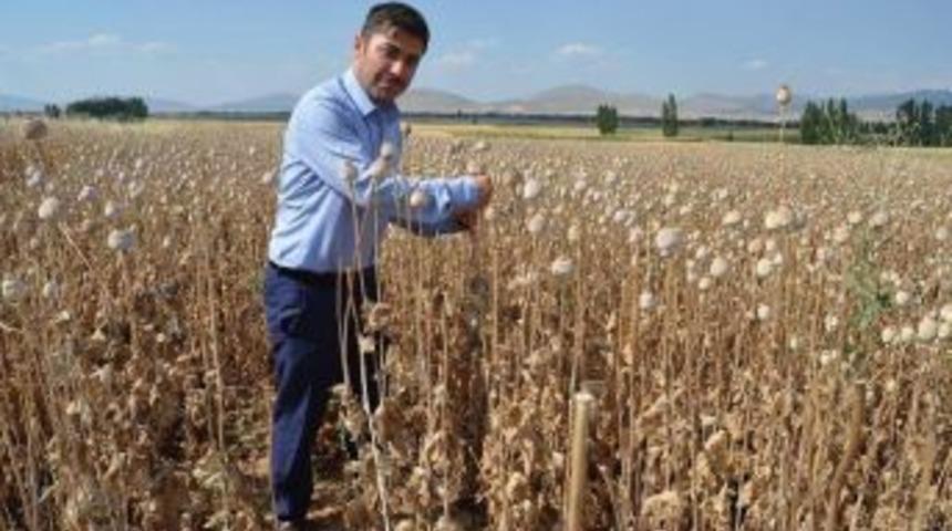 Altıntaş’ta Haşhaş Bereketi