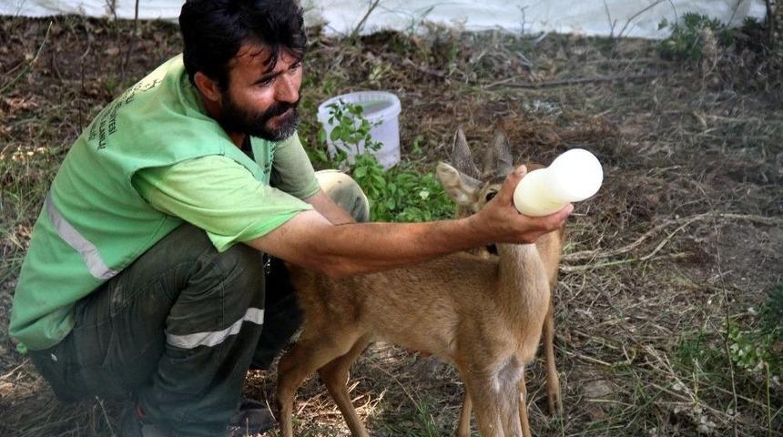 (&ouml;zel Haber) Annelerinin Terk Ettiği Karacalar Biberonla Besleniyor