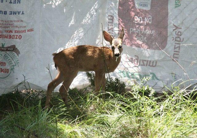 (özel Haber) Annelerinin Terk Ettiği Karacalar Biberonla Besleniyor