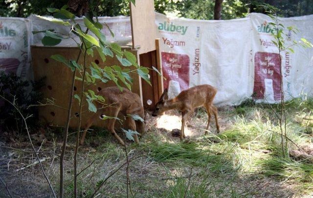 (özel Haber) Annelerinin Terk Ettiği Karacalar Biberonla Besleniyor