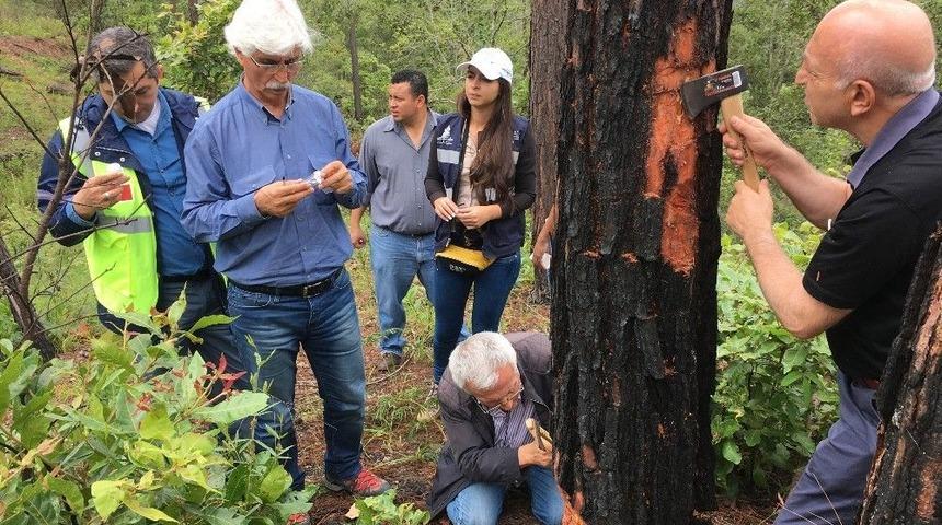 Tika&rsquo;dan Orman Zararlılarına Karşı M&uuml;cadelede Orta Amerika &Uuml;lkeleri İle Tecr&uuml;be Paylaşımı