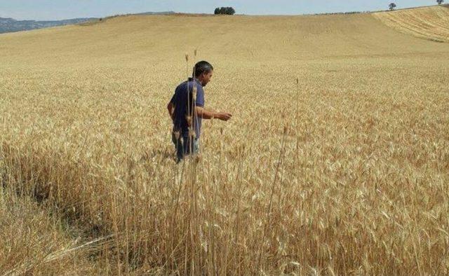 Belediye Vatandaşlar İçin Buğday Ekti