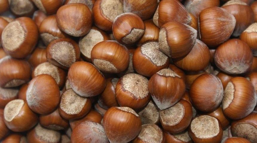 Fındığı Erken Toplamayın