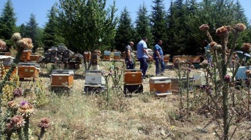 Tokat'ta Bal Hasadı Başladı