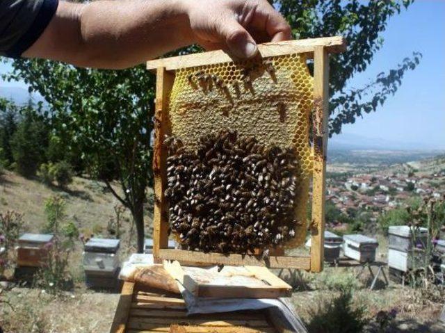 Tokat'ta Bal Hasadı Başladı