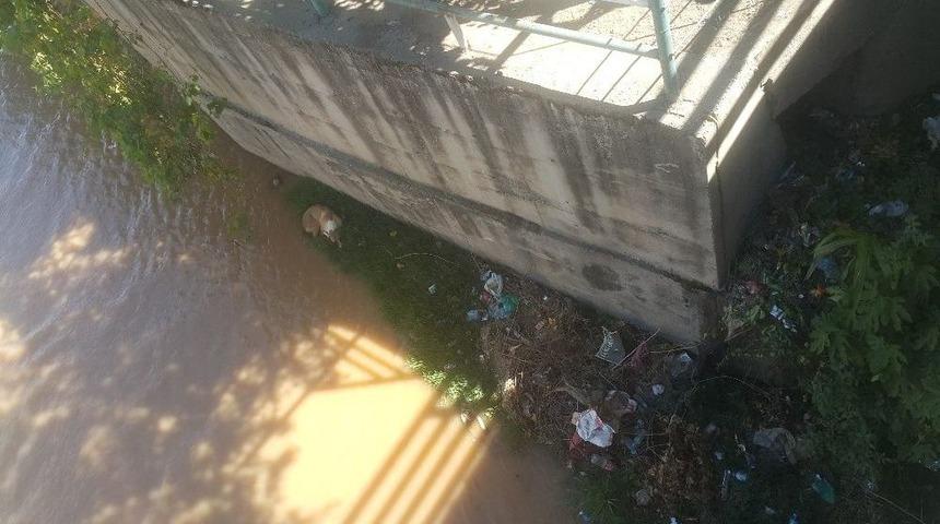 Kanalda Mahsur Kalan K&ouml;pek Kurtarıldı