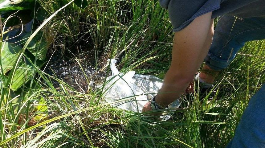 Bing&ouml;l&rsquo;de G&ouml;letlere 20 Bin Yavru Sazan Bırakıldı