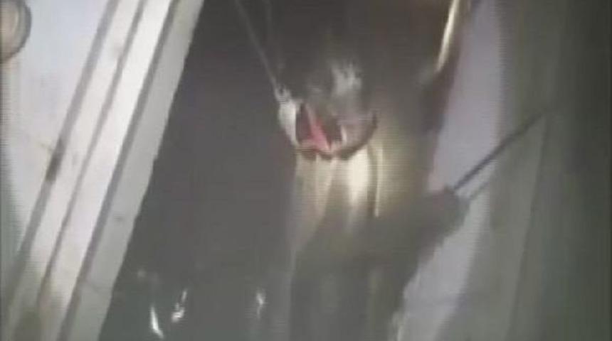 Foseptiğe D&uuml;şen Danayı Itfaiye Kurtardı