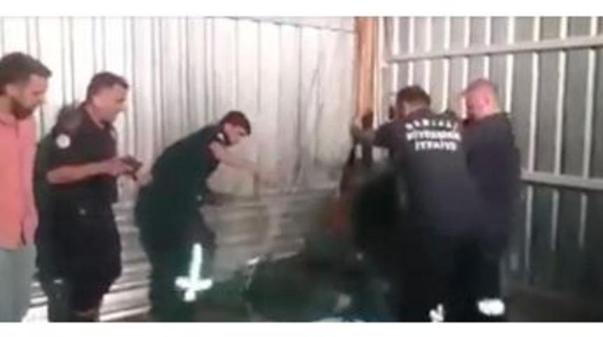 Foseptik &Ccedil;ukuruna D&uuml;şen Dana Kurtarıldı