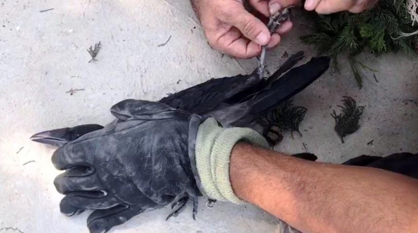 İtfaiyeden &lsquo;karga&rsquo; Operasyonu