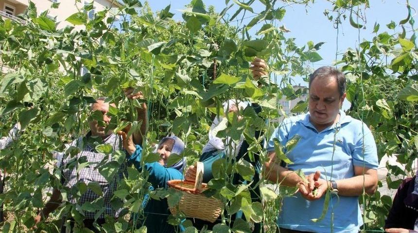 Belediye Başkanı Bah&ccedil;eye Girdi, Fasulye Topladı