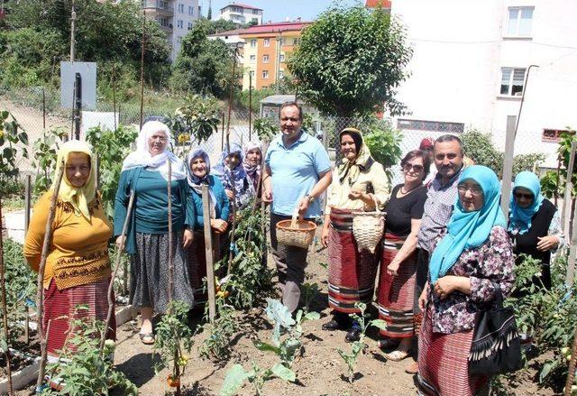 Belediye Başkanı Bahçeye Girdi, Fasulye Topladı