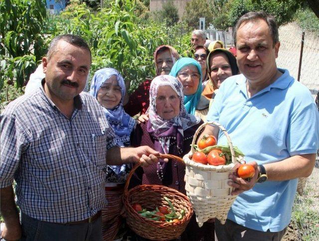 Belediye Başkanı Bahçeye Girdi, Fasulye Topladı