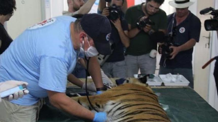 T&uuml;rkiye &lsquo;Hayvan G&ouml;&ccedil;menlere' De Kucak A&ccedil;tı