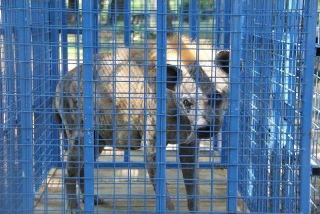 Türkiye ‘Hayvan Göçmenlere' De Kucak Açtı