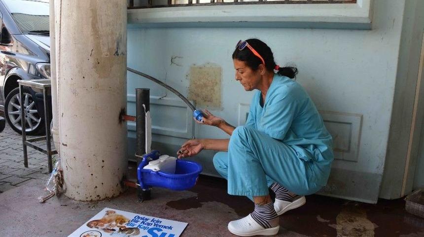 Sokak Hayvanları İ&ccedil;in Takılan Sulukların Kırılmasına Tepki