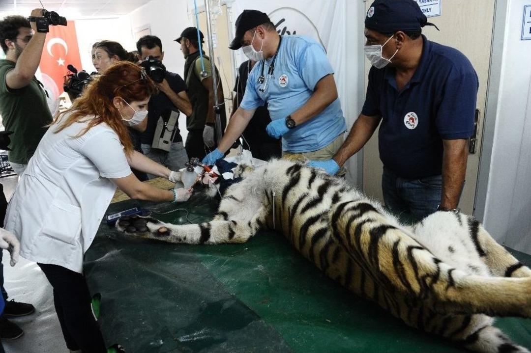 Kalbi Duran Savaş Mağduru Kaplan Bursa&rsquo;da Hayata B&ouml;yle D&ouml;nd&uuml;r&uuml;ld&uuml;