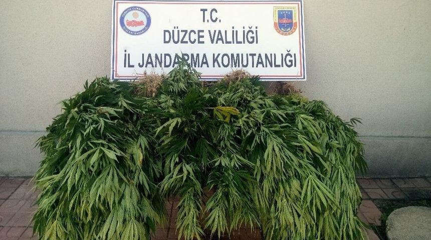 81 K&ouml;k Kenevir Ele Ge&ccedil;irildi