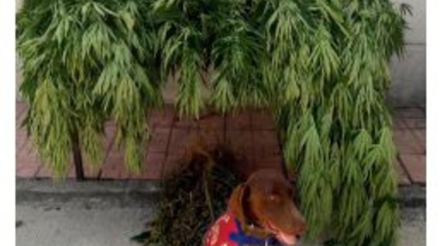 D&uuml;zce'de 81 K&ouml;k Hintkeneviri Ele Ge&ccedil;irildi