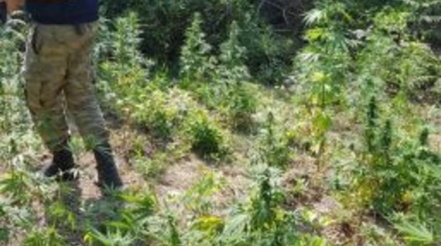Ormanlık Alanda 120 Kök Dişi Hint Keneviri Ele Geçirildi