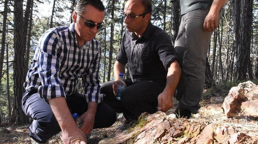 Soğuksu Milli Parkı, Milyonlarca Yıllık Ağa&ccedil; Fosillerine Ev Sahipliği Yapıyor