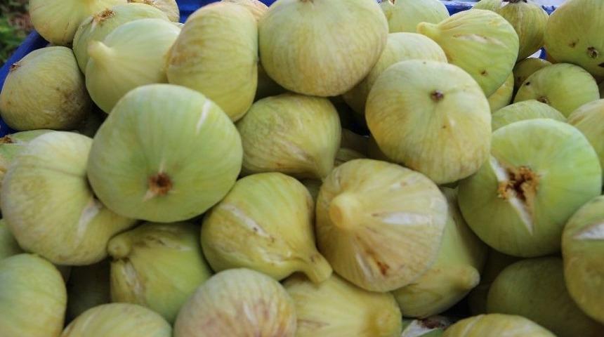 Mut&rsquo;ta İncir 7,5 Liradan Alıcı Buluyor