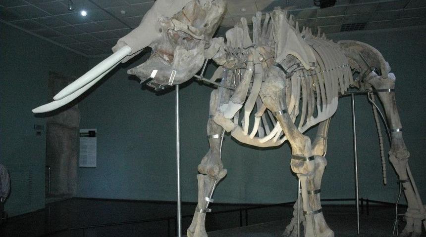 Kahramanmaraş’ın Fil Müzesi