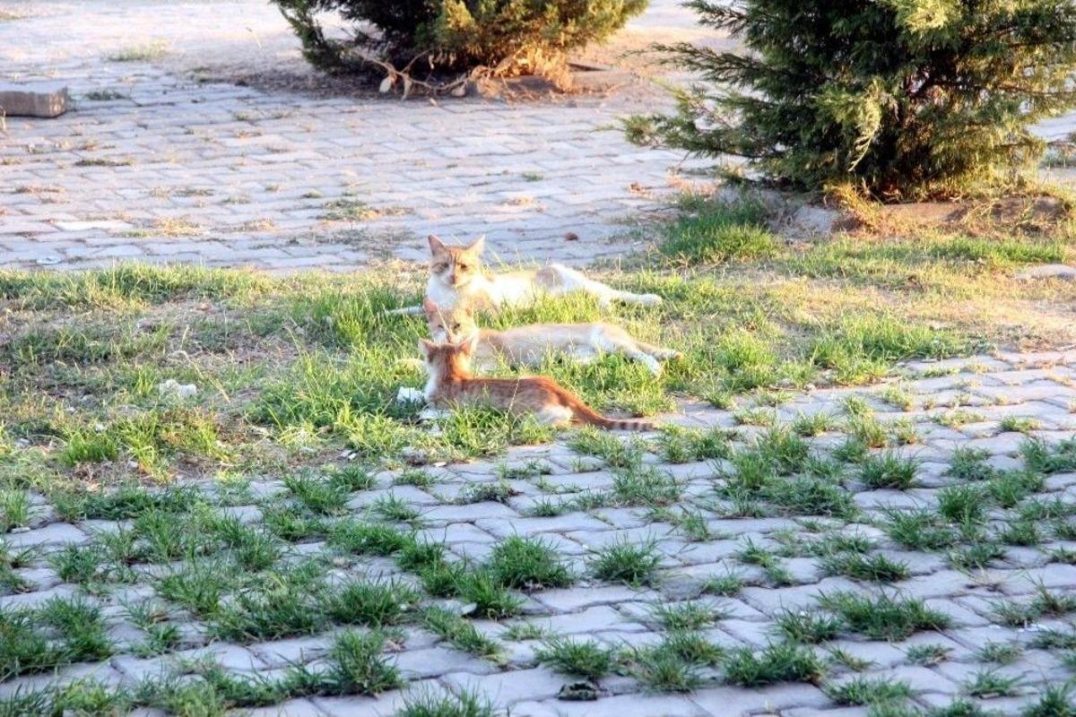 Sevimli Yavru Kedilerin Oyun Merakı