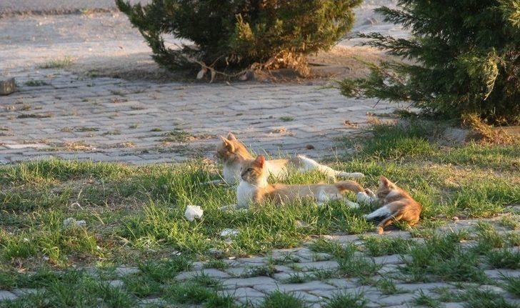 Sevimli Yavru Kedilerin Oyun Merakı G1