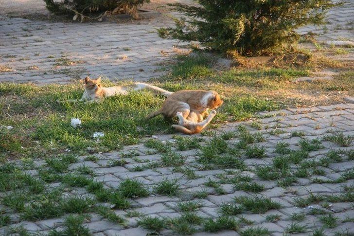 Sevimli Yavru Kedilerin Oyun Merakı G2