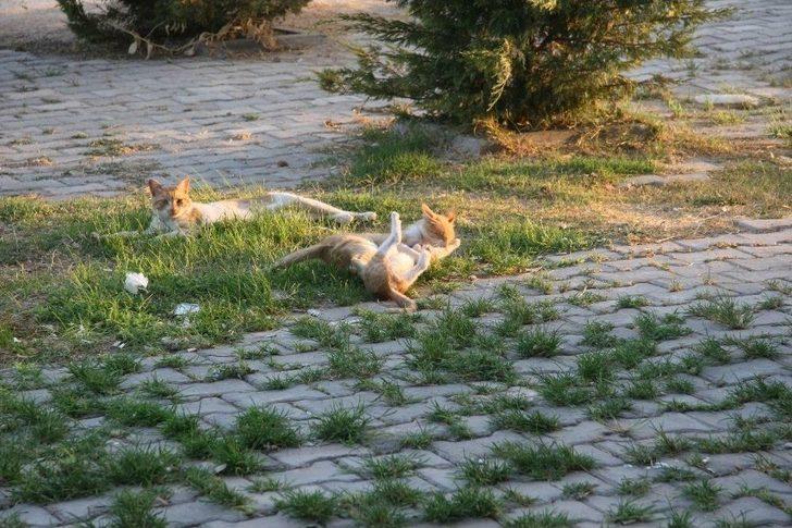 Sevimli Yavru Kedilerin Oyun Merakı G3