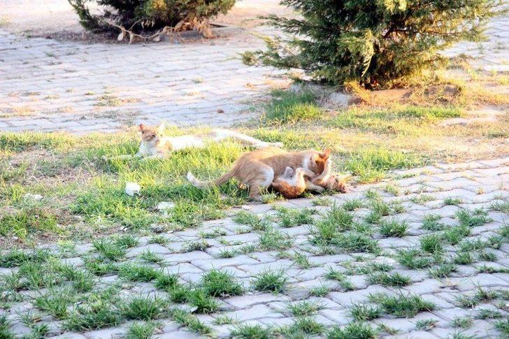 Sevimli Yavru Kedilerin Oyun Merakı G4