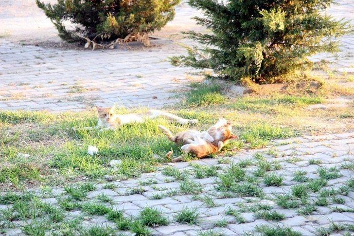 Sevimli Yavru Kedilerin Oyun Merakı G5