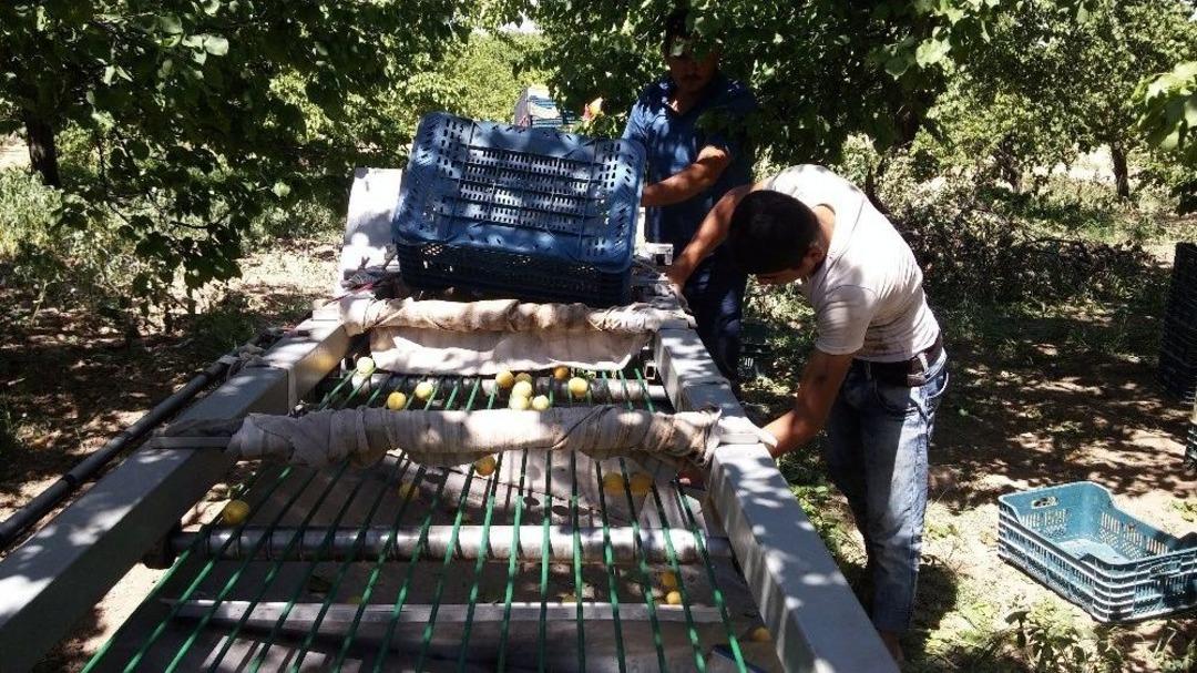 (&ouml;zel Haber) Kayısı &Uuml;reticilerinin İşini Kolaylaştıracak Makine Tasarlandı