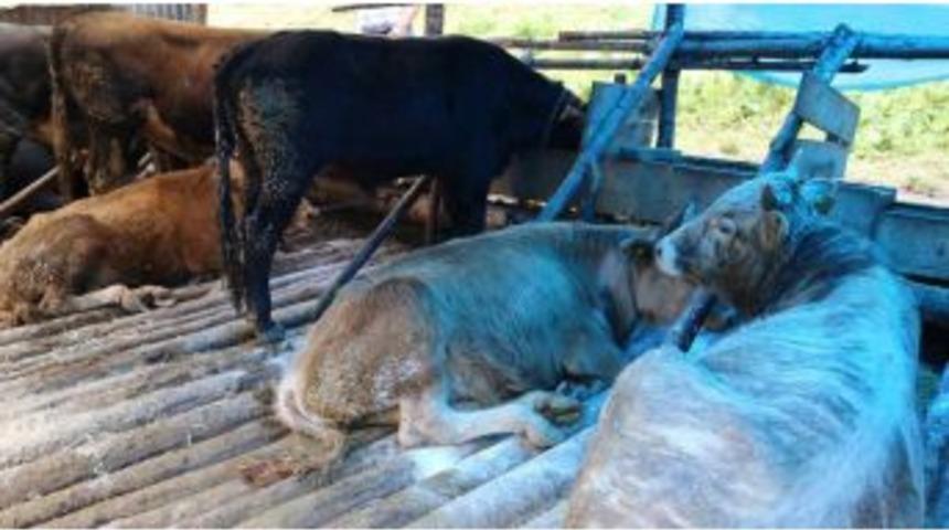 Artvin Tarım İl M&uuml;d&uuml;rl&uuml;ğ&uuml;&rsquo;nden &lsquo;hayvan Zehirlenme Vakası&rsquo; A&ccedil;ıklaması