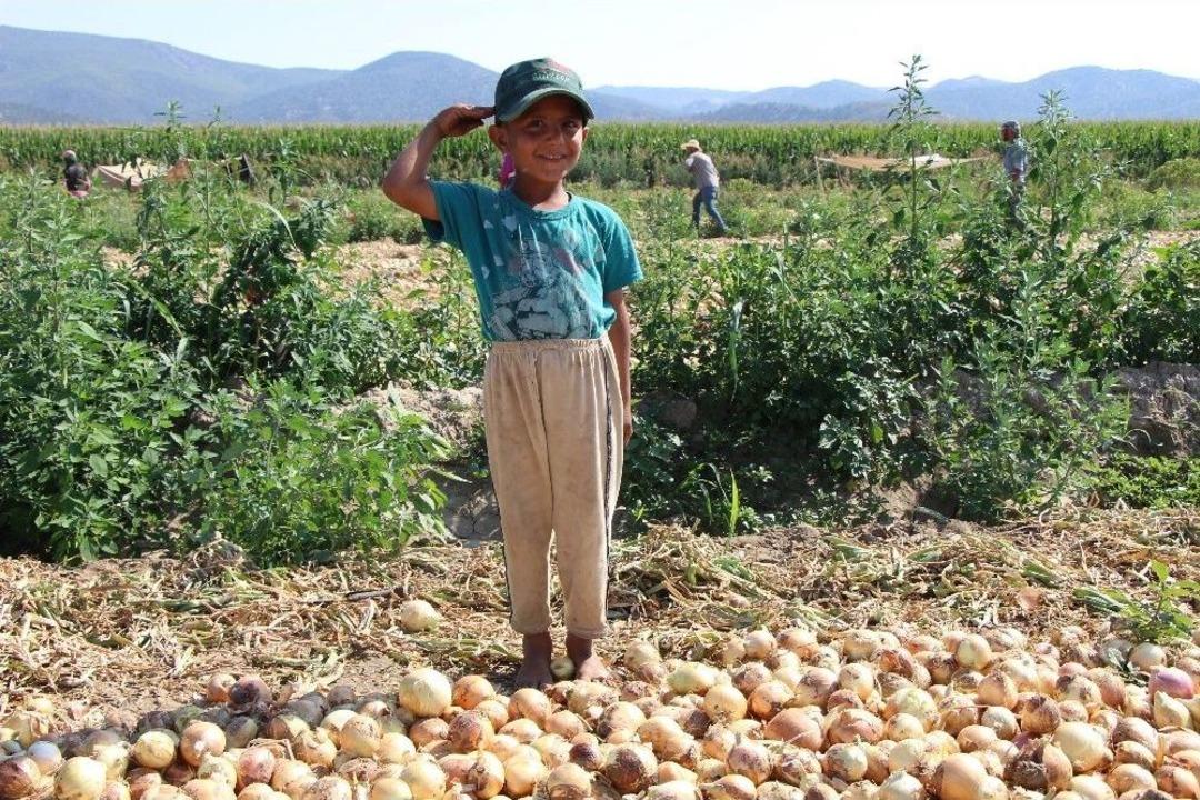 Soğanın Fiyatı Tarlada İki Kat Arttı