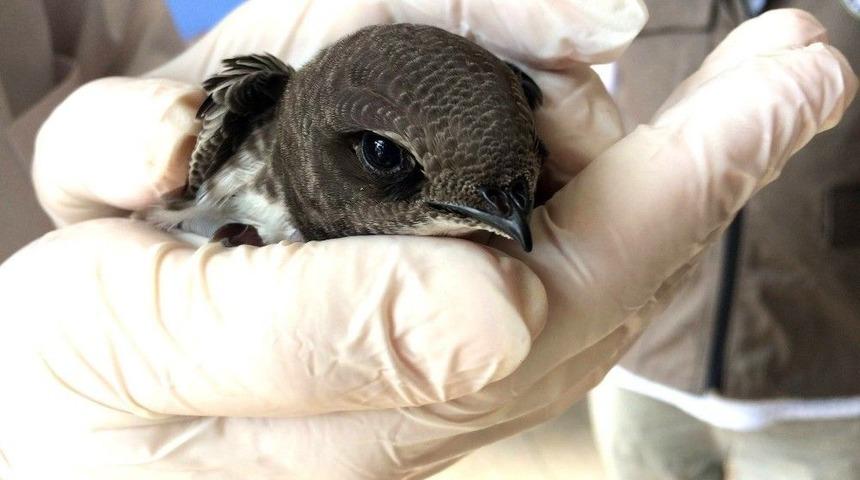 Yaralı Ebabil Kuşu Tedavisinin Ardından Doğaya Salındı