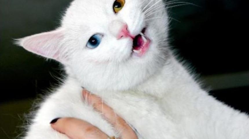 Van Kedileri Y&uuml;zerek Serinleyecek