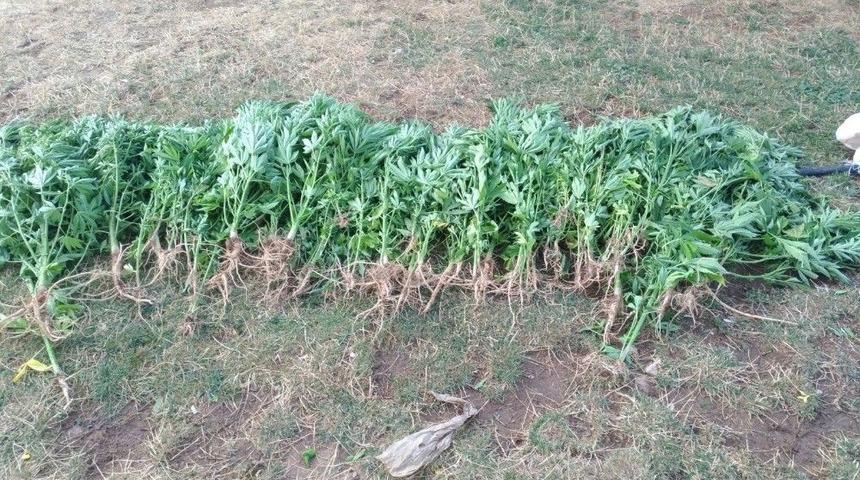 Mihalı&ccedil;&ccedil;ık&rsquo;ta 55 K&ouml;k Kenevir El Ge&ccedil;irildi