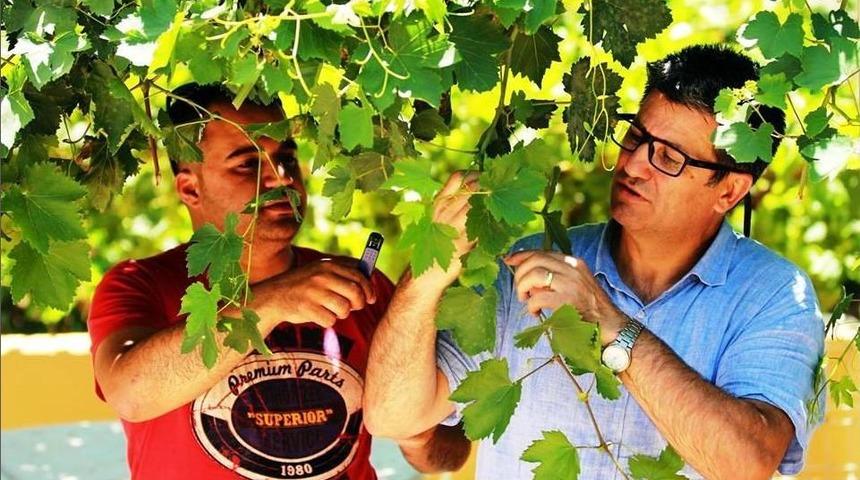 Faydalı B&ouml;cekler Salihli&rsquo;de İş Başında