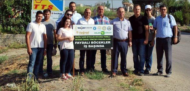 Faydalı Böcekler Salihli’de İş Başında