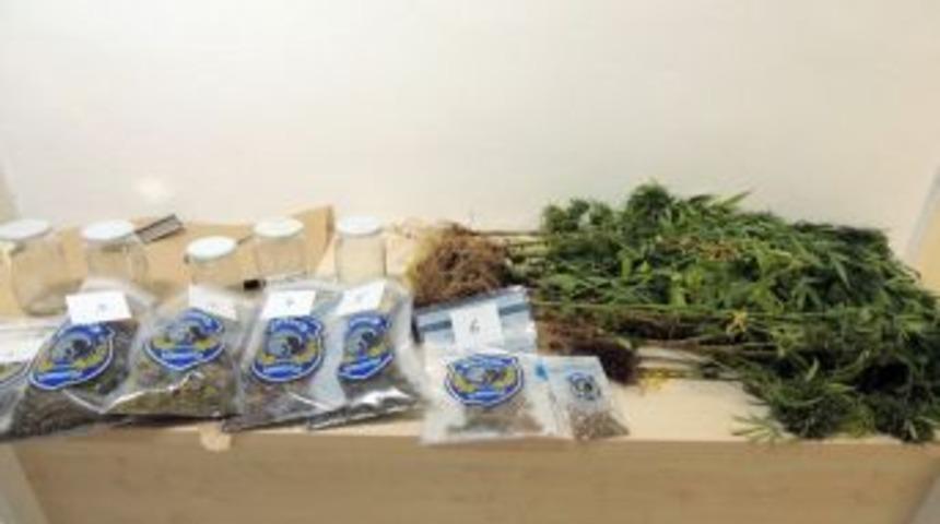 Balkon Ve Terasta Kenevir Yetiştiren 2 Kardeş Yakalandı