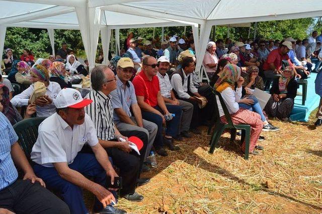 Bilecik’te Karabuğdayın Hasadı Yapılmaya Başlandı