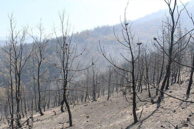 500 Hektarda Etkili Olan Yangın Kısmen Kontrol Altında