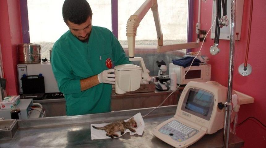 Tokat&rsquo;ta, Hayvanların Karıştığı Trafik Kazalarında Sosyal Sorumluluk Projesi