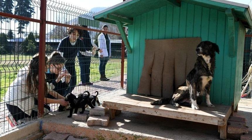 Konyaaltı Barınağına Altı Ayda Bin 256 Ziyaret&ccedil;i